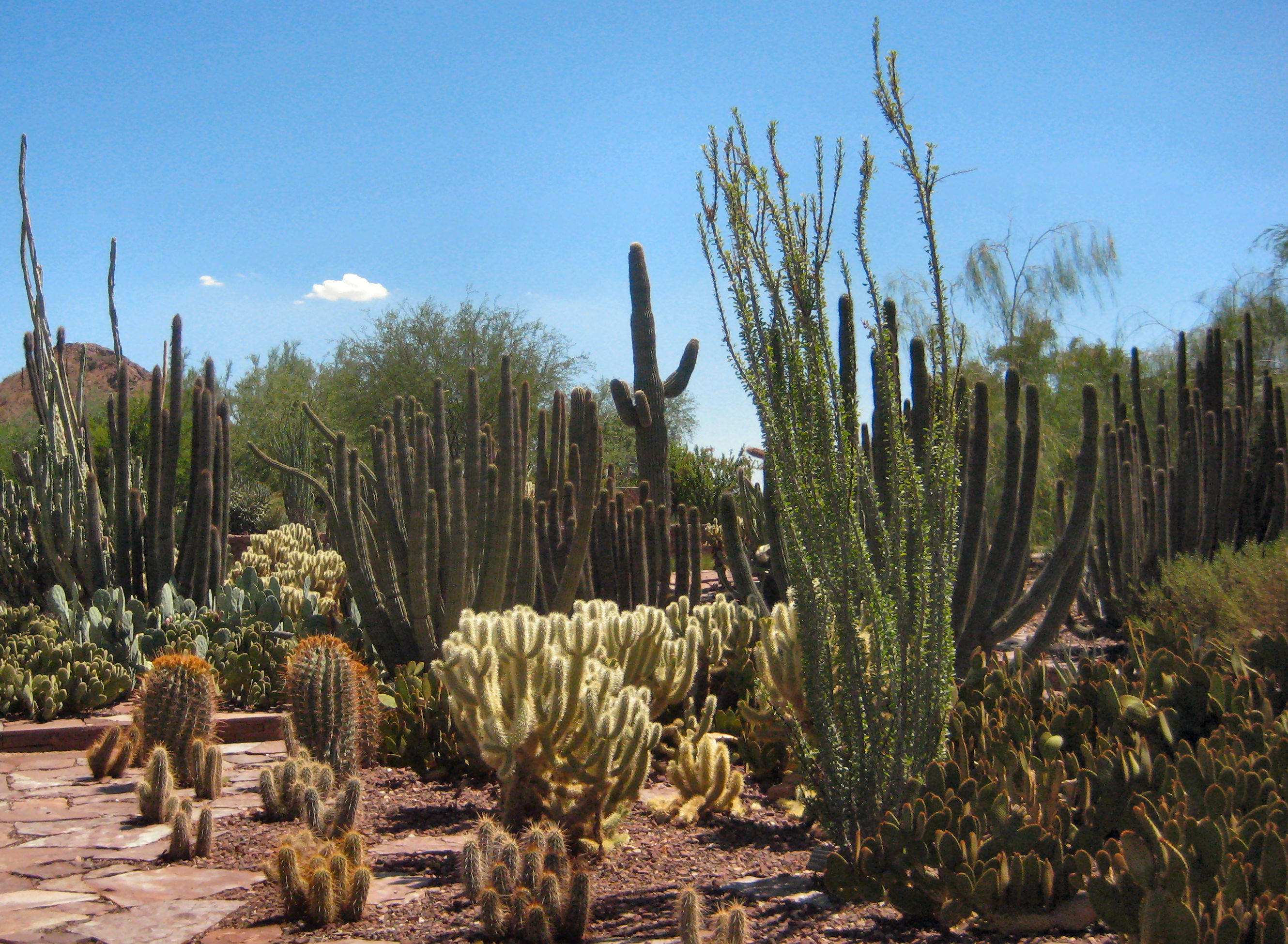 Is Phoenix Desert Botanical Garden Handicap Accessible